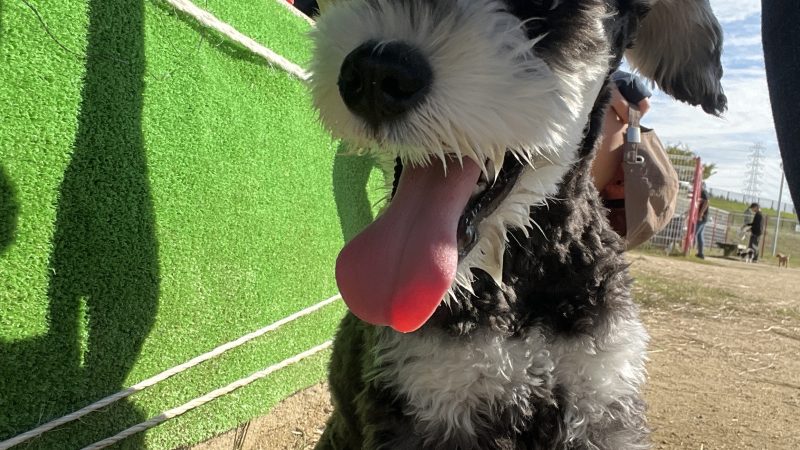 ペットを初めて迎える人に伝えたいミニチュアシュナウザーの魅力。 