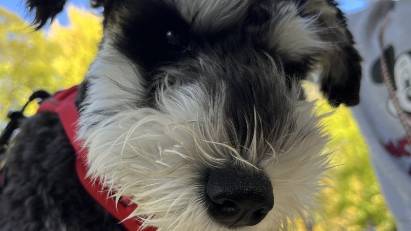 「ミニチュアシュナウザーの命を守るために知っておきたい、特有の病気とは？」 