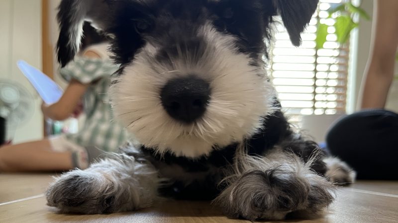 「ミニチュアシュナウザー飼い主なら共感100％！爆笑必至の“あるある”13選」 