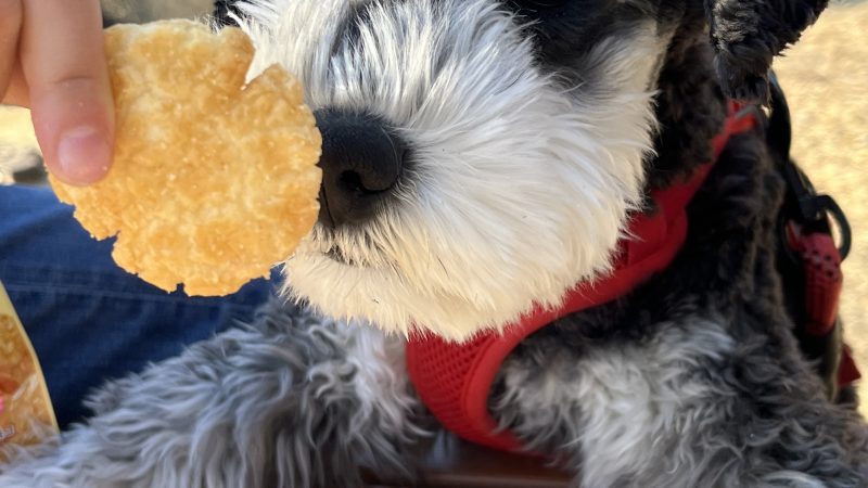 「愛犬との絆がさらに深まる瞬間──ミニチュアシュナウザーの去勢手術体験」 