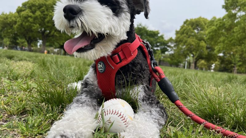 【保存版】犬見知り克服！ミニチュアシュナウザーに効いた即効アプローチ術 