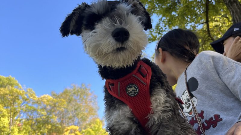 散歩コースは完全プロデュース制！こだわりミニシュナの朝ルーティン 