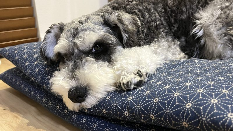 【ミニチュアシュナウザーあるある】飼い主の顔をずっと舐めてくる理由が尊すぎる 