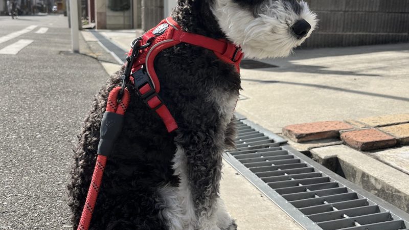 【ミニチュアシュナウザーあるある】後ろ両足ベター問題 