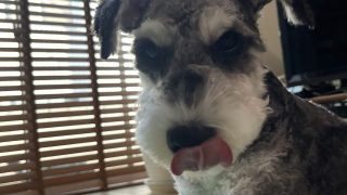 【ミニチュアシュナウザーあるある】飼い主がご飯を食べていると、なぜか両手を机に乗せてくる件 