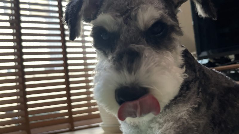 【ミニチュアシュナウザーあるある】飼い主がご飯を食べていると、なぜか両手を机に乗せてくる件 