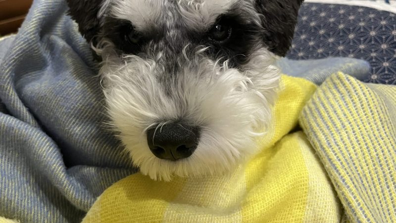 【ミニチュアシュナウザーあるある】音に敏感すぎて世界が危険だらけに見えている件 
