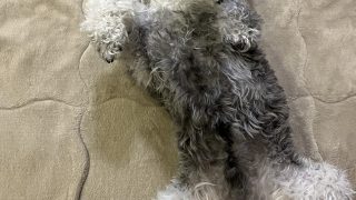 【ミニチュアシュナウザーあるある】嬉しすぎて唸る…その声に毎回胸がぎゅっとなる 