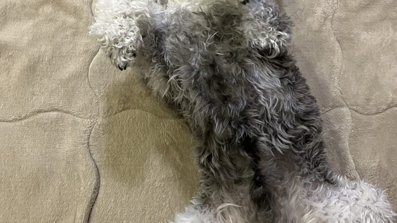 【ミニチュアシュナウザーあるある】嬉しすぎて唸る…その声に毎回胸がぎゅっとなる 