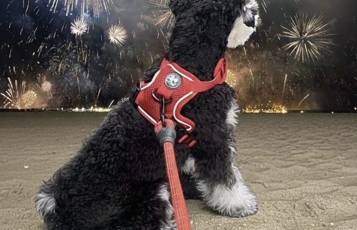 【ミニチュアシュナウザーあるある】雷・花火・謎の音で震え出すシュナを前に、飼い主は無力になる 