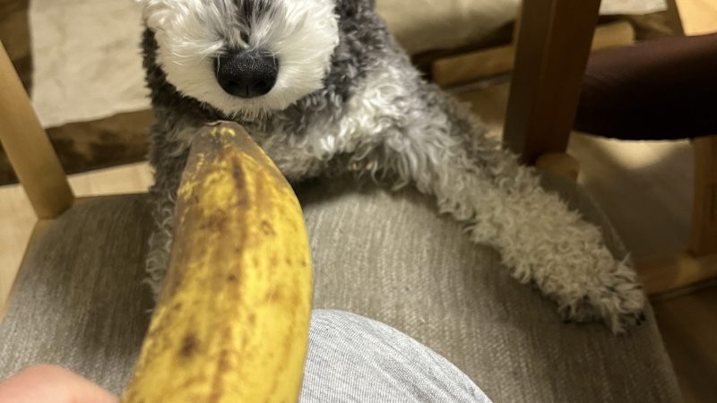 【ミニチュアシュナウザーあるある】バナナと聞いただけでワープしてくる件 