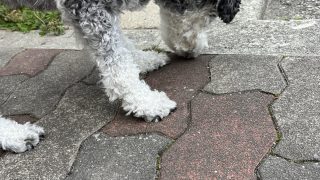 ミニチュアシュナウザー飼い主が「わかる！」となるクン活 