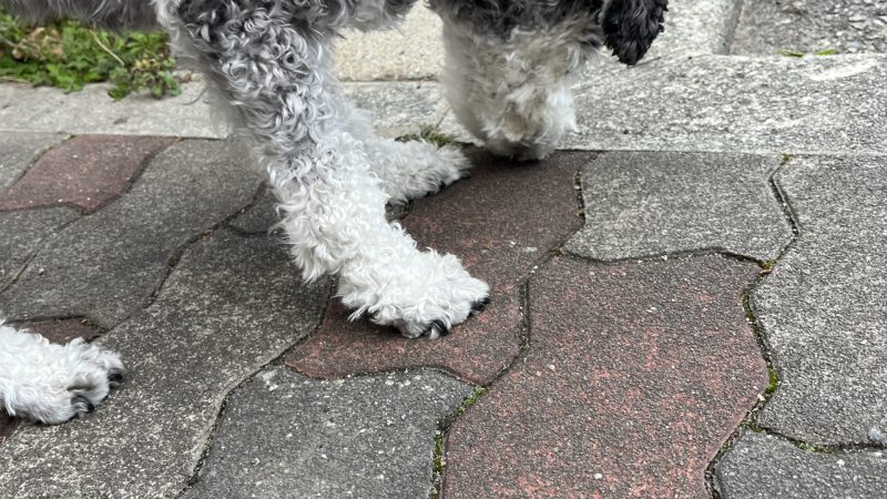 ミニチュアシュナウザー飼い主が「わかる！」となるクン活 