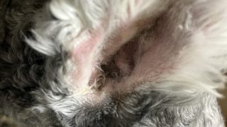 【ミニチュアシュナウザー外耳炎予防】再発させないためにやっている5つの習慣 