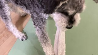 【雨の日の犬の遊び】ミニチュアシュナウザーが大興奮！お金ゼロのタオル遊び 