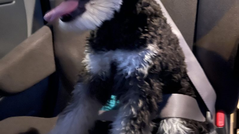 【犬が車で落ち着かない】ミニチュアシュナウザーを静かにさせる5つの方法 