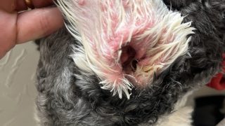 【ミニチュアシュナウザーあるある外耳炎その2】細菌感染だった体験談｜匂いとベタつきの正体 